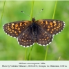 melitaea caucasogenita bakuriani male